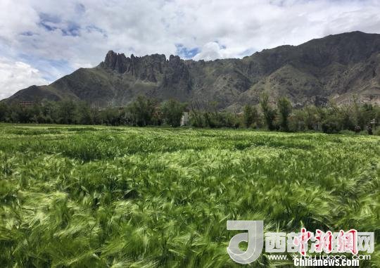 2017年西藏青稞總產(chǎn)量達(dá)到79萬(wàn)噸，占糧食總產(chǎn)量的77%。圖為西藏青稞?！⊥跤窳?攝