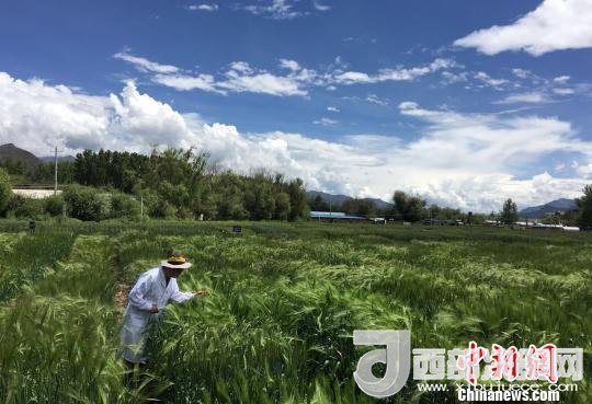 西藏與9家國(guó)家重點(diǎn)實(shí)驗(yàn)室合力促青稞增產(chǎn)、牦牛育肥