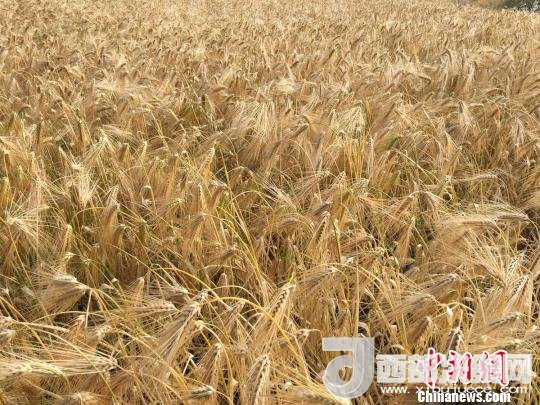 2017年西藏青稞種植面積達(dá)210多萬(wàn)畝，占糧食播種面積的75%。圖為成熟期的青稞?！⊥跤窳?攝