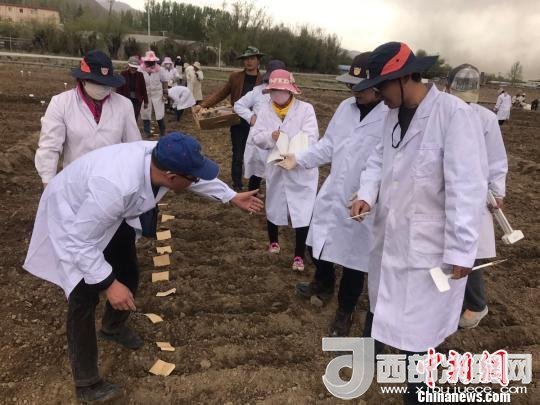 圖為研究員實(shí)地調(diào)研青稞生長(zhǎng)土壤。　王玉林 攝