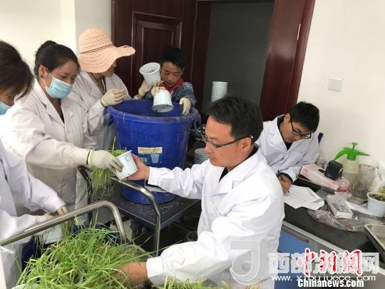 圖為研究員正在調(diào)查青稞感染白粉病情況。　王玉林 攝