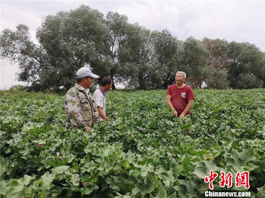 遠改忠在棉花地里為連隊職工分享種植經(jīng)驗?！“叉陆?攝