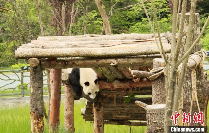 九寨溝熊貓園里的大熊貓?！【耪瘻峡h委宣傳部提供 攝